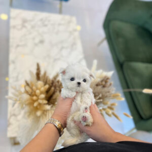 Puppy Name : Mabel