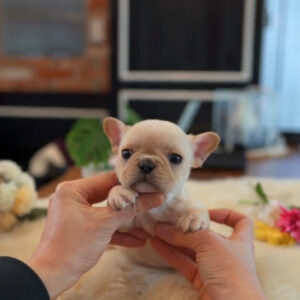 Puppy Name : Gold