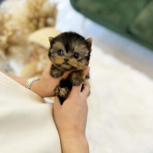 Puppy Name : Luna