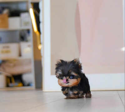 Puppy Name : Jenny
